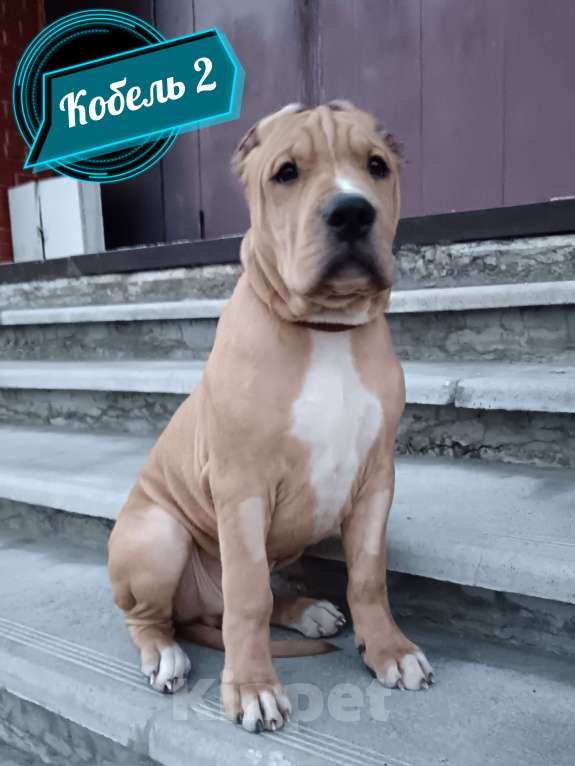 Собаки в Томске: Американский стафордширский терьер кобель  Мальчик, 50 000 руб. - фото 2