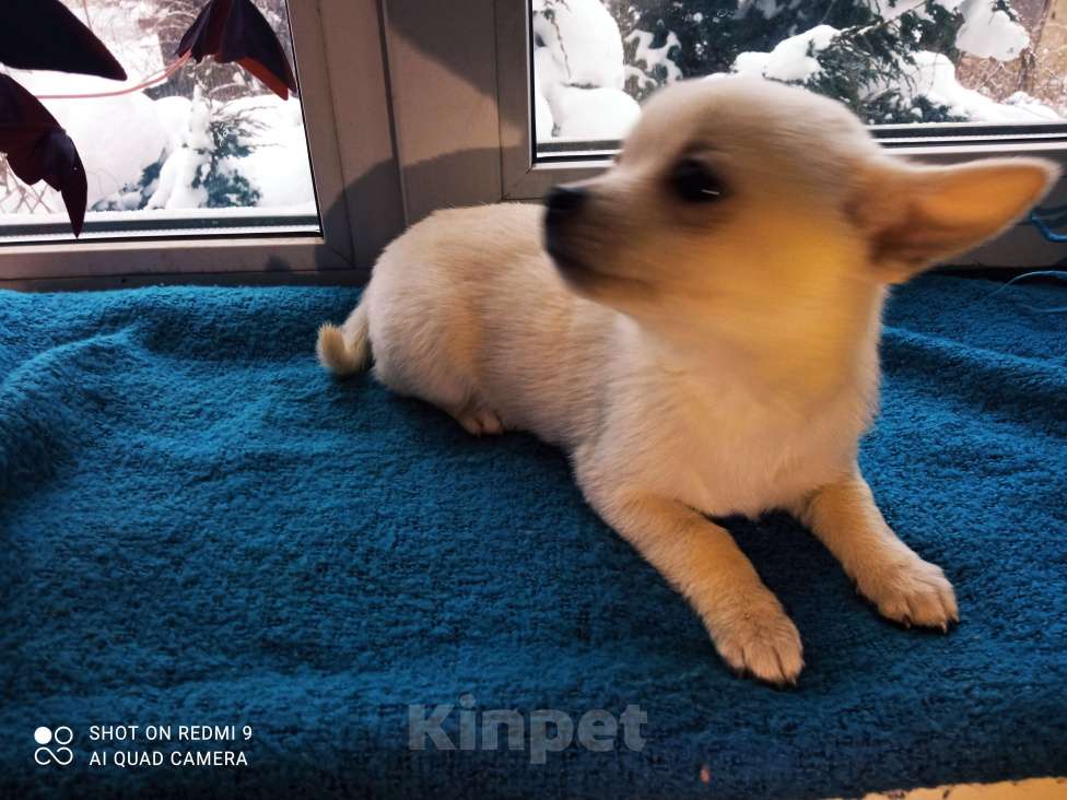 Собаки в других городах Московской области: Марсель  Мальчик, 12 000 руб. - фото 3