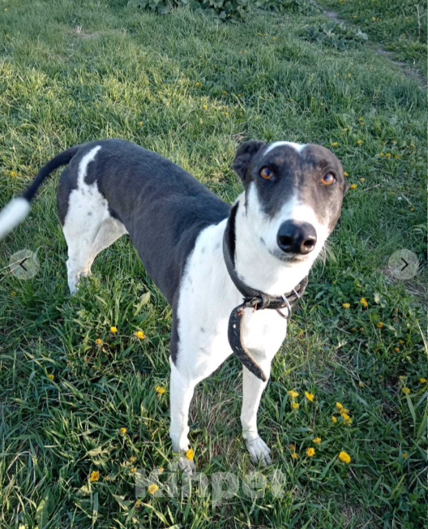 Собаки в Тамбове: Хантер  Мальчик, Бесплатно - фото 5