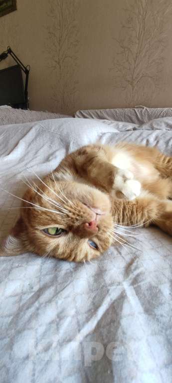 Кошки в Москве: Кошка Рыжуля в добрые руки  Девочка, Бесплатно - фото 2