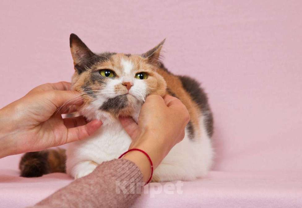 Кошки в Москве: Очаровательная Манюня наведет уют в вашем доме Девочка, Бесплатно - фото 2