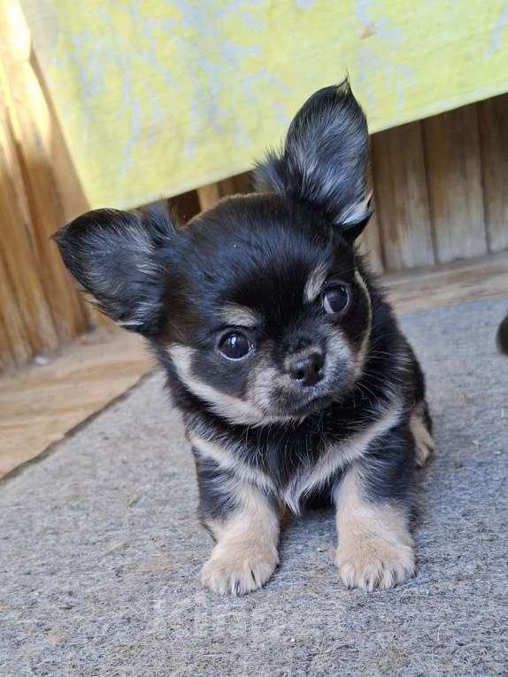 Собаки в других городах Калужской области: Мальчик черный триколор Мальчик, 50 000 руб. - фото 5