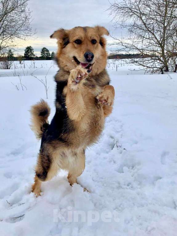Собаки в других городах Московской области: Диггер ждет своего человека! Мальчик, Бесплатно - фото 2