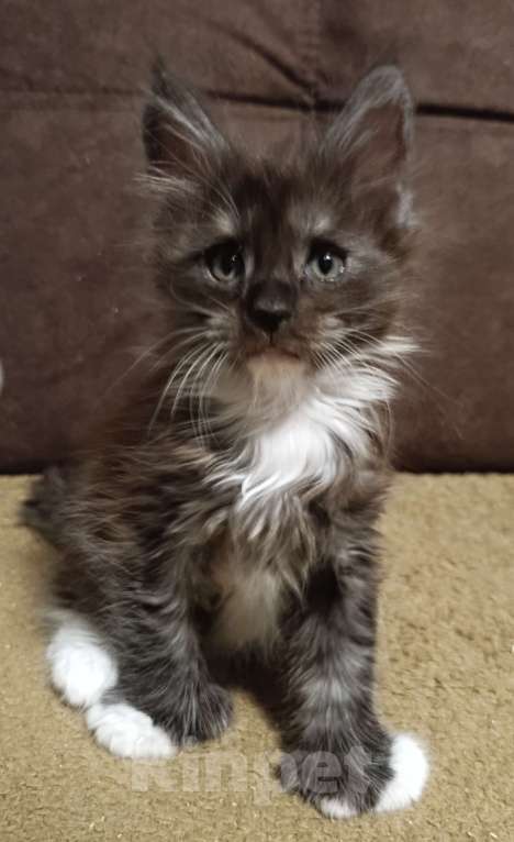 Кошки в Москве: Мальчик полидакт черный дым с белым Мальчик, 70 000 руб. - фото 5