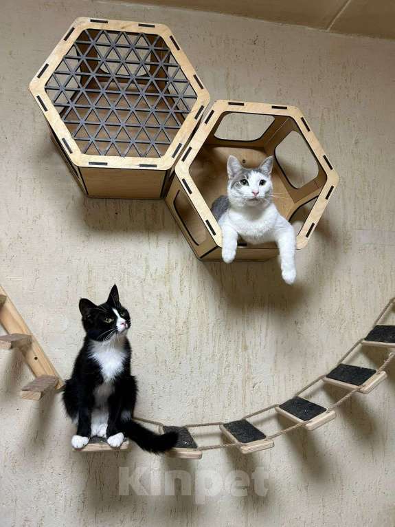 Кошки в Голицыно: 💚 Ищем любящих и заботливых хозяев для котика 💚 Мальчик, Бесплатно - фото 8