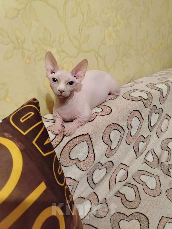 Кошки в Озерах: Продажа котят породы двельф Мальчик, 35 000 руб. - фото 3