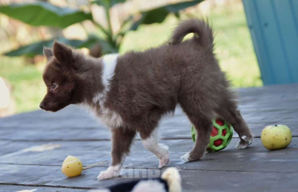 Собаки в Москве: Ненецкая оленегонная лайка, сука Ежевичка. Девочка, 80 000 руб. - фото 9