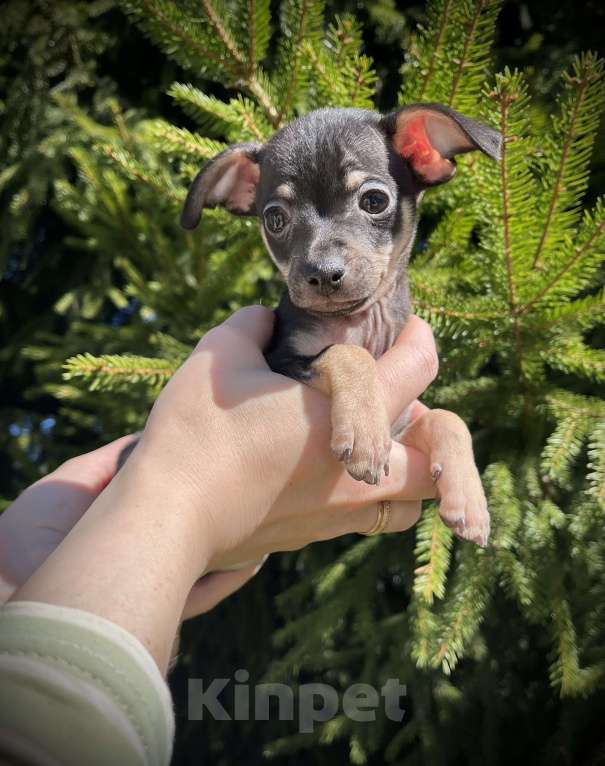 Собаки в Санкт-Петербурге: Щенок русского тоя Мальчик, 45 000 руб. - фото 3