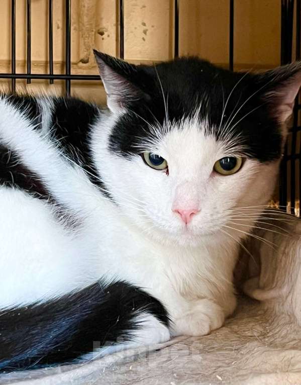 Кошки в Москве: Очень душевный котик Макс в добрые руки Мальчик, Бесплатно - фото 4