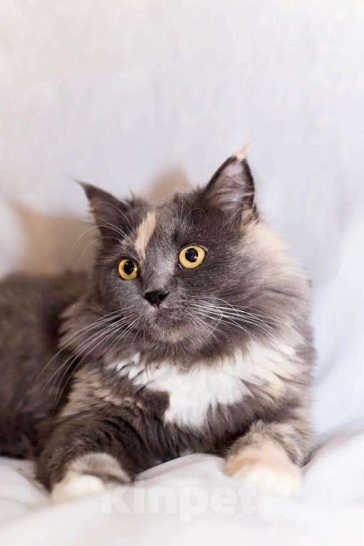 Кошки в Москве: Пушистая кошечка Таис ищет семью, в добрые руки Девочка, Бесплатно - фото 7