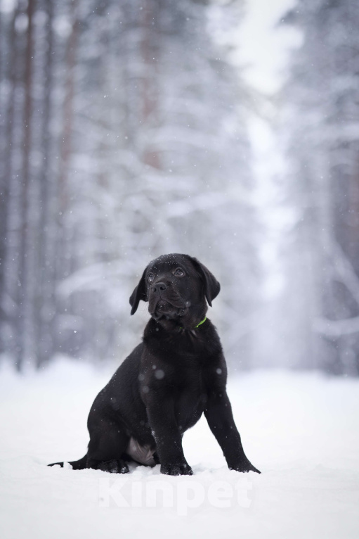 Собаки в Санкт-Петербурге: IRISLAV BIG BOSS Мальчик, 160 000 руб. - фото 1