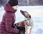 Собаки в Москве: Маленькая собачка 10 кг в дар Девочка, Бесплатно - фото 7