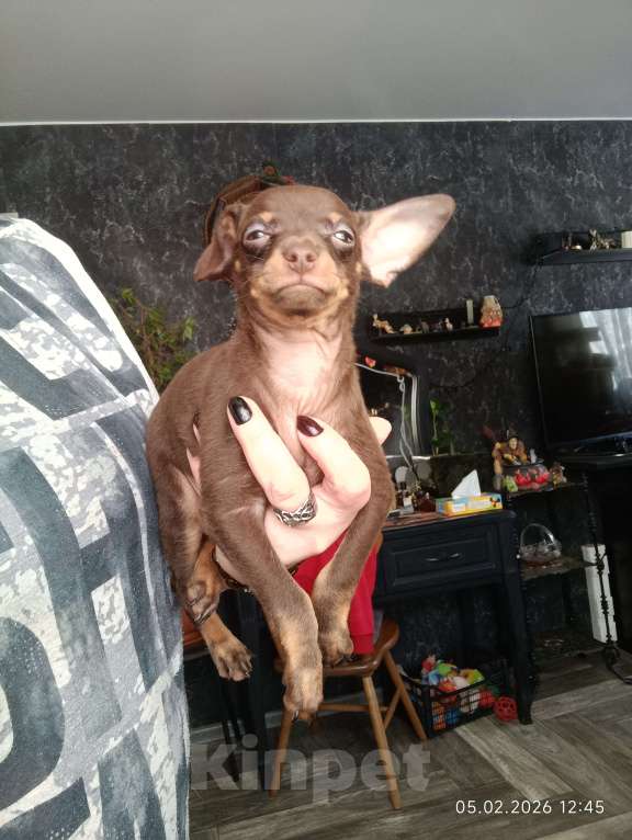 Собаки в Москве: Шоко мальчик  Мальчик, 40 000 руб. - фото 2