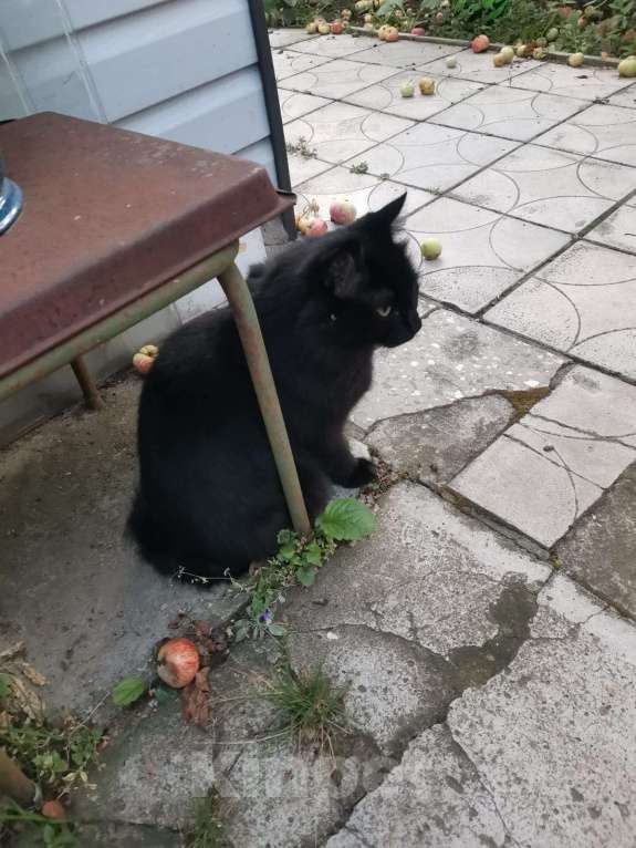 Кошки в Королеве: Пропал кот Мальчик, Бесплатно - фото 4