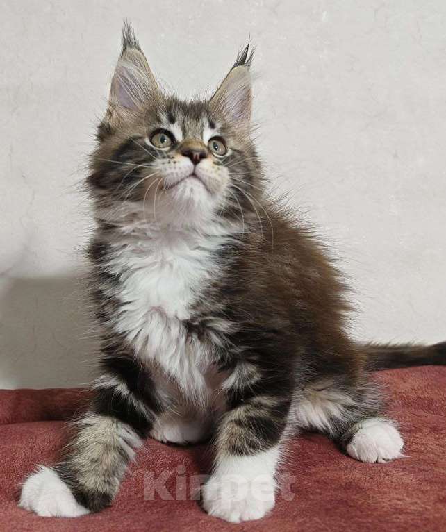 Кошки в Ульяновске: Котенок мейн кун Девочка, 50 000 руб. - фото 3