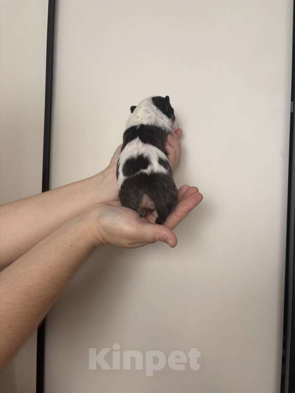 Собаки в Москве: Миниатюрный бультерьер Мальчик, 120 000 руб. - фото 2