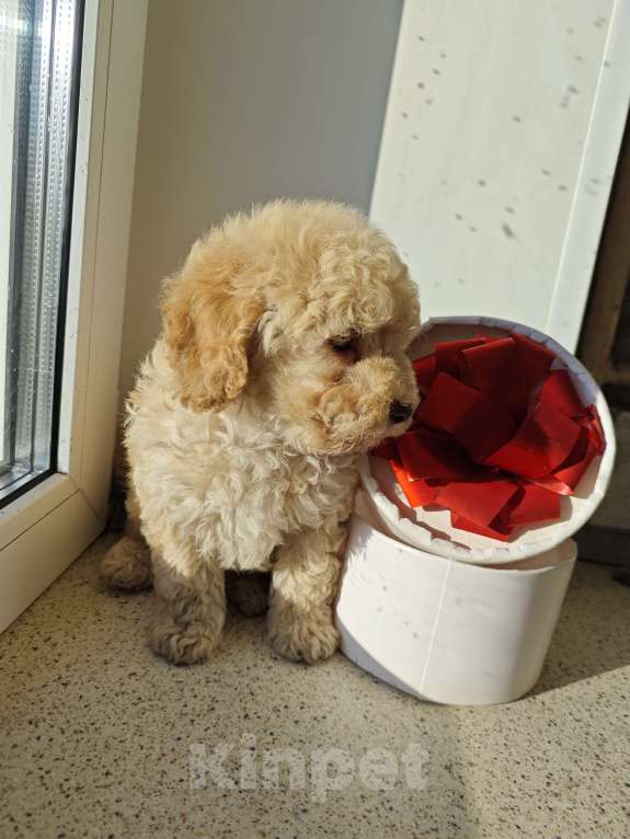Собаки в Москве: Той пудель девочка  Девочка, 80 000 руб. - фото 2