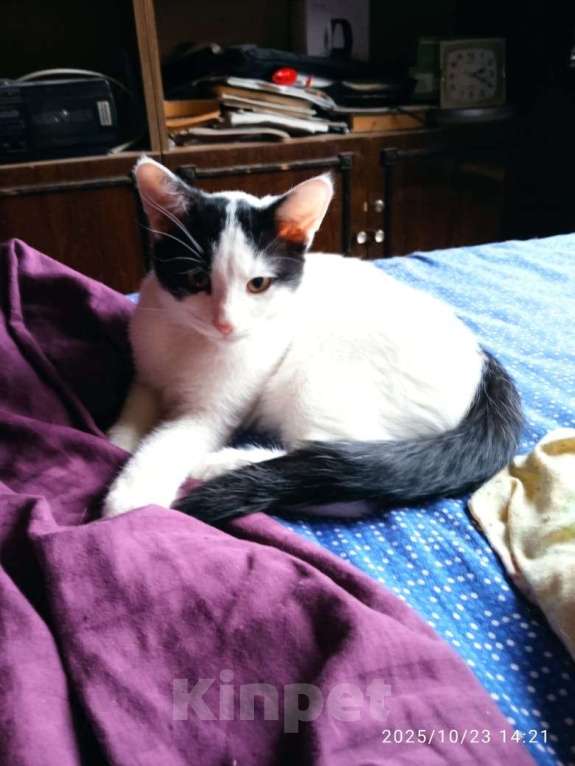 Кошки в Санкт-Петербурге: Котенок Мальчик, Бесплатно - фото 2