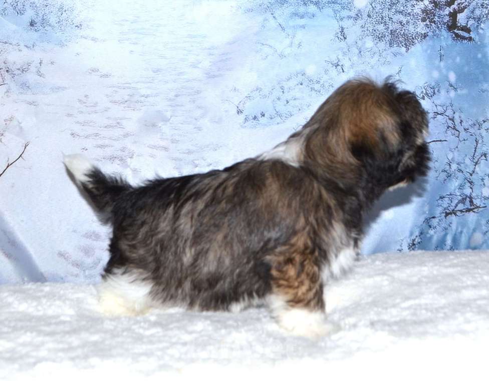 Собаки в Глазове: Кукла ши Девочка, 25 000 руб. - фото 4