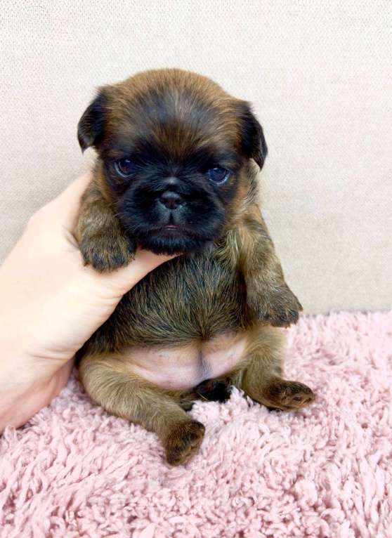 Собаки в Москве: ЛИЛА Девочка, 90 000 руб. - фото 2