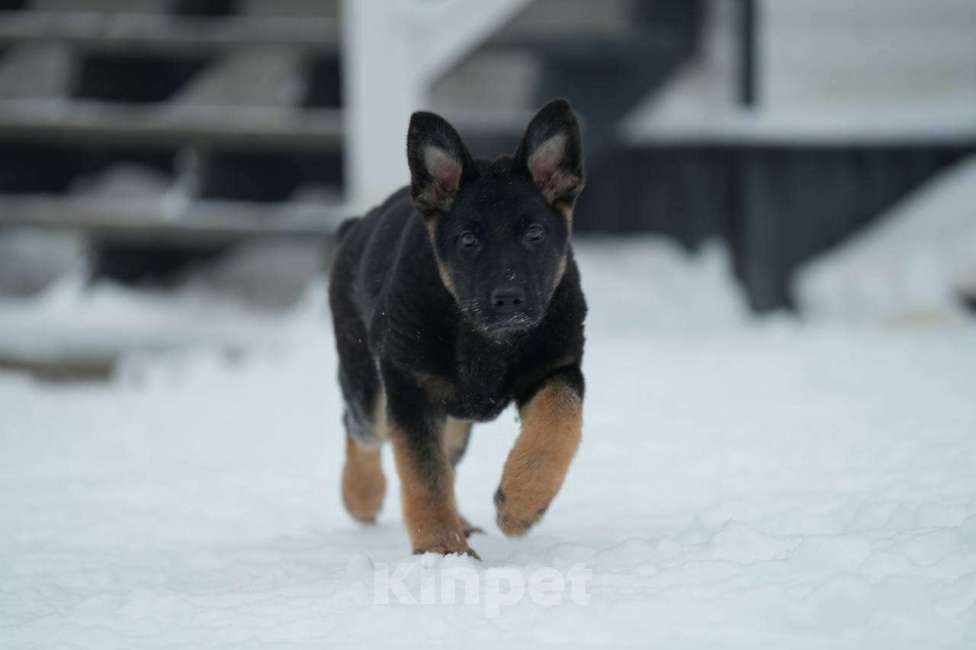 Собаки в Липецке: Щенок ВЕО Девочка, 35 000 руб. - фото 2