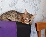 Кошки в Волгограде: Котенок Манчкин коротколапый Девочка, Бесплатно - фото 6