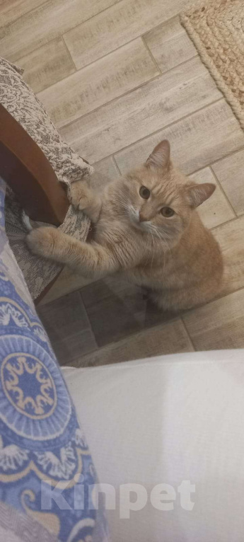 Кошки в Ставрополе: Потерялся член семьи Мальчик, 5 000 руб. - фото 2