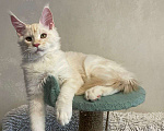 Кошки в Москве: Продается котенок мейн-кун  Мальчик, 35 000 руб. - фото 4