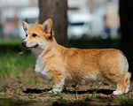 Собаки в Москве: Красивый щенок вельш корги пемброк Мальчик, 80 000 руб. - фото 4