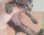 Кошки в Краснодаре: Котята сфинкс браш Мальчик, 6 000 руб. - фото 8