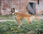 Собаки в Клине: Осторожная Айра Девочка, Бесплатно - фото 10