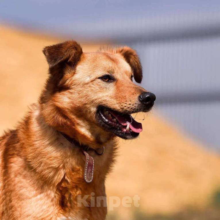 Собаки в Москве: Небольшая собачка с солнечным характером Мальчик, Бесплатно - фото 3