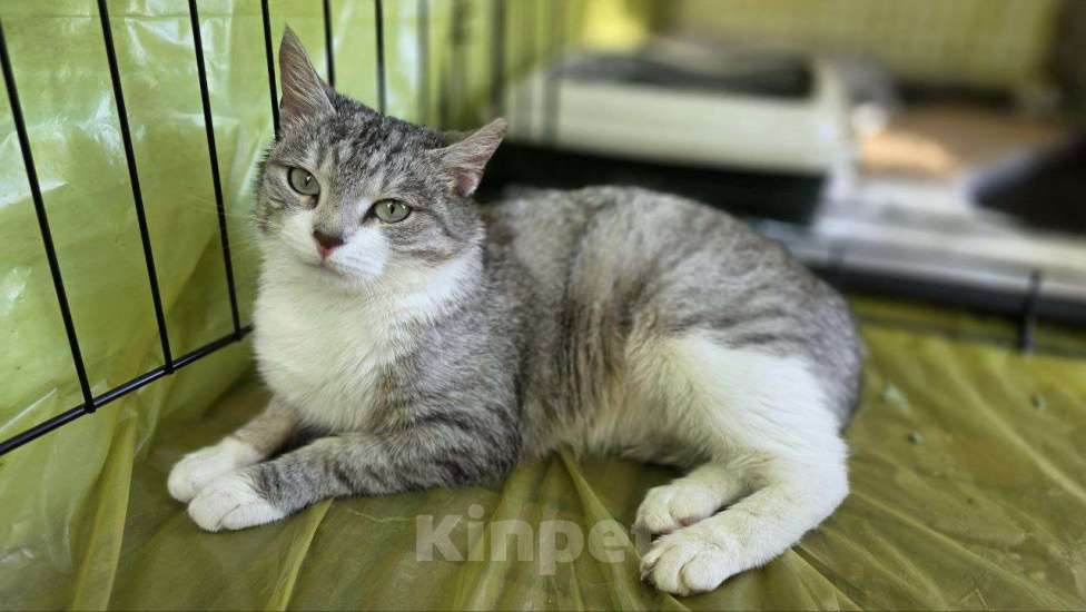 Кошки в Москве: Полынька — ангел в кошачьем обличье! Девочка, Бесплатно - фото 6