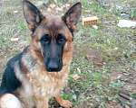 Собаки в Раменском: Пропала Мальчик, 1 руб. - фото 1