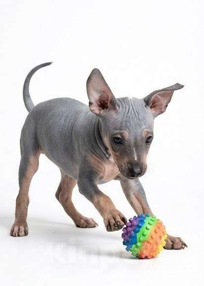 Собаки в Москве: Щенок американский голый терьер /АГТ Девочка, 50 000 руб. - фото 1