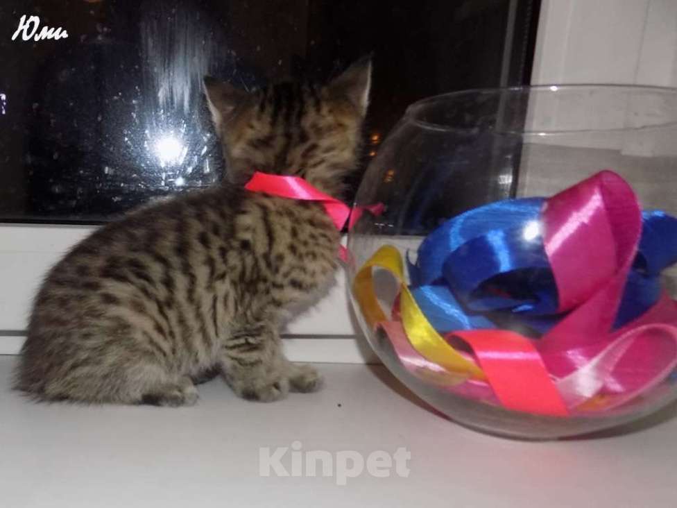 Кошки в Москве: Шотландская короткошерстная прямоухая девочка, котенок Девочка, 12 000 руб. - фото 5