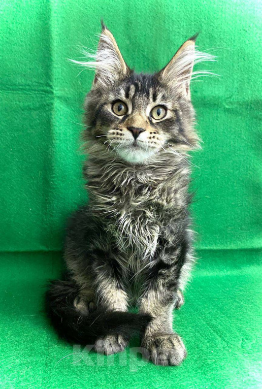 Кошки в Москве: Котёнок Мейн-Кун Мальчик Мальчик, 50 000 руб. - фото 1