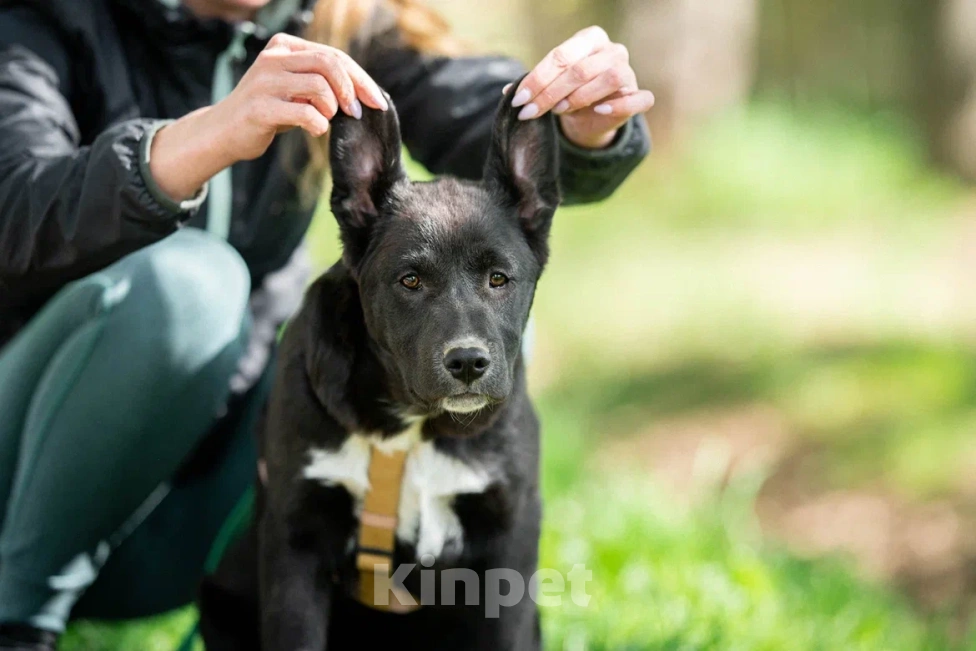 Собаки в Москве: Щенок в дар  Мальчик, Бесплатно - фото 9
