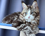 Кошки в Москве: Котёнок мейн-кун Veyron Molly — голубоглазая принцесса с плюшевыми щёчками и королевскими кисточками Девочка, 150 000 руб. - фото 4