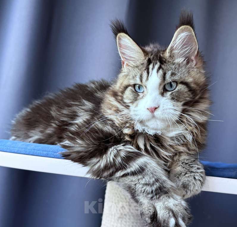 Кошки в Москве: Котёнок мейн-кун Veyron Molly — голубоглазая принцесса с плюшевыми щёчками и королевскими кисточками Девочка, 150 000 руб. - фото 4