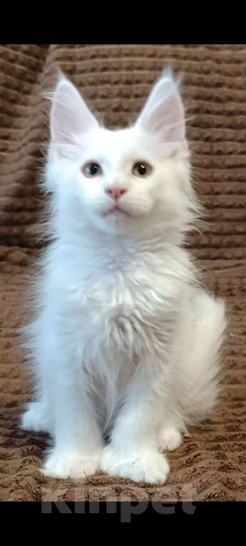 Кошки в Санкт-Петербурге: Мальчик полидакт Мальчик, 40 000 руб. - фото 4