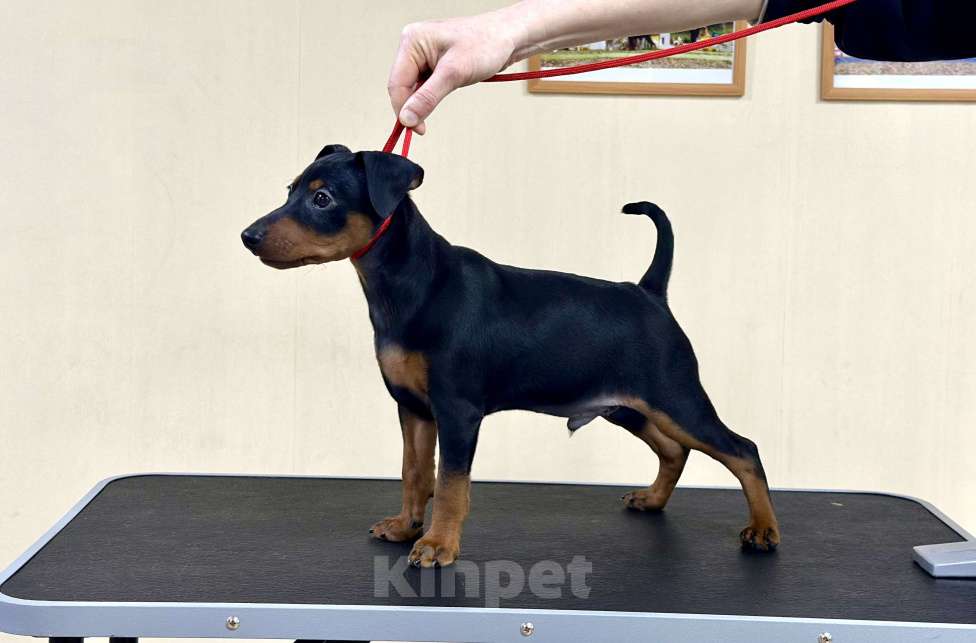 Собаки в Ставрополе: Щенок Цвергпинчер  Мальчик, 35 000 руб. - фото 4