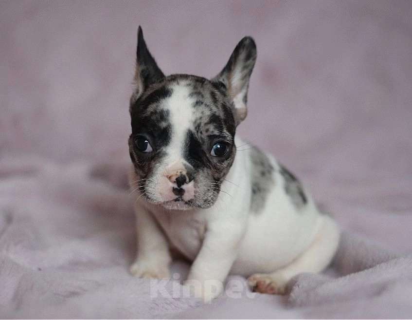 Собаки в Перми: Щенок французского бульдога Мальчик, 70 000 руб. - фото 2