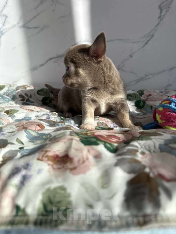 Собаки в Москве: Щенок Чихуахуа Девочка, 110 000 руб. - фото 3