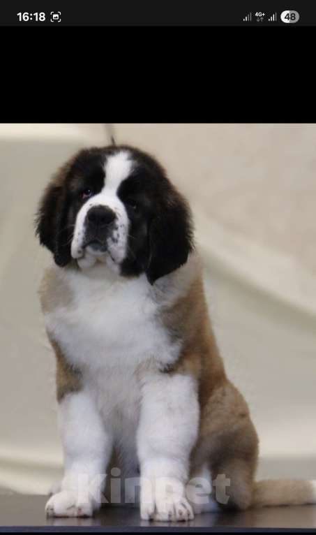 Собаки в Балаково: Бетховен Мальчик, 70 000 руб. - фото 2