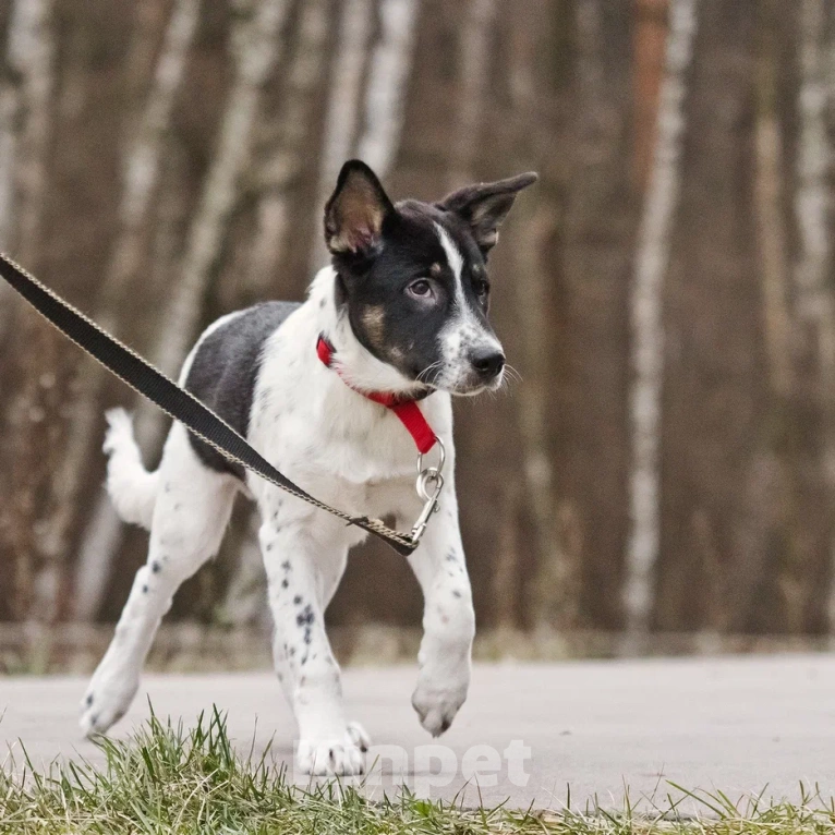 Собаки в Москве: Спайк якутенок Мальчик, Бесплатно - фото 7