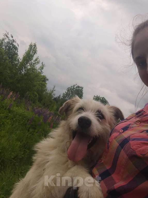 Собаки в Москве: В добрые руки Мальчик, Бесплатно - фото 3