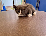 Кошки в Москве: Котенок мальчик Мальчик, Бесплатно - фото 3