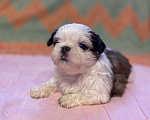 Собаки в Санкт-Петербурге: Обаятельная девочка ши тцу  Девочка, 40 000 руб. - фото 3