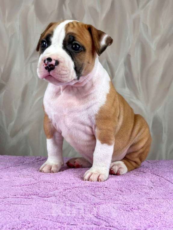 Собаки в Москве: Шикарная девочка амстаффа  Девочка, 80 000 руб. - фото 2